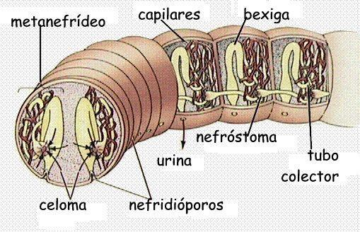 SISTEMA