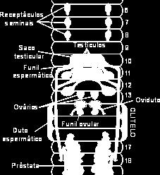 Fecundação: cruzada e interna (oligoquetas e