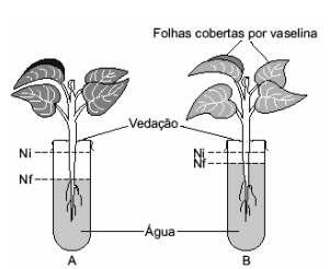 a) Por que os níveis da água ficaram diferentes nos tubos A e B? b) Que estruturas da epiderme foliar tiveram seu funcionamento afetado pela vaselina?
