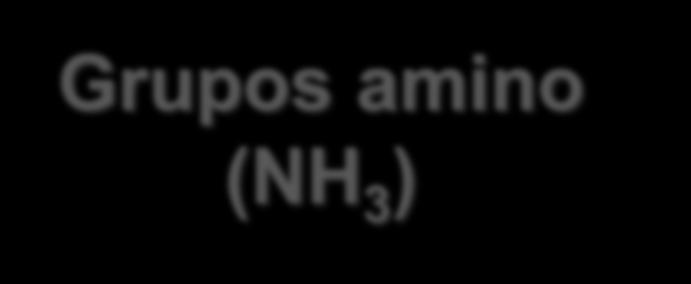 Grupos amino (NH 3 ) Não