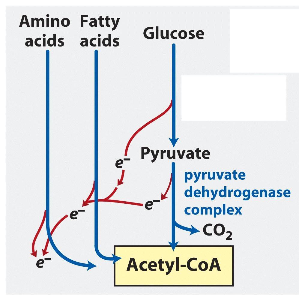 Como ocorre a produção de ATP pela oxidação dos diferentes compostos?