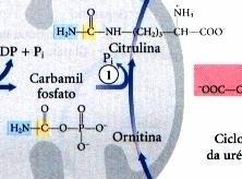 Recebe grupo carbamil Ornitina papel semelhante ao oxaloacetato no TCA recebe