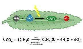Vegetais raramente oxidam aminoácidos para obtenção de energia.