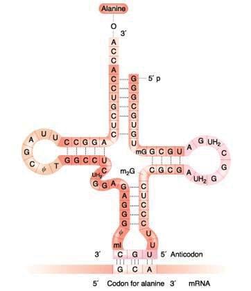 Código genético e tradução O TRNA RECONHECE O CÓDON É o RNA Transportador ou seria o próprio aminoácido que reconheceria o mrna que codifica um aminoácido?