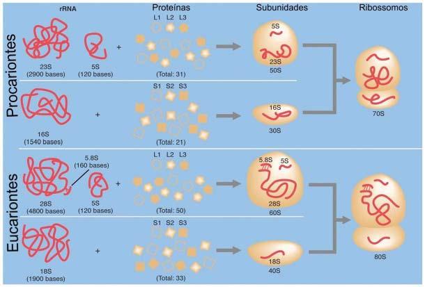 Código genético e tradução RIBOSSOMOS Os ribossomos são estruturas complexas encontradas geralmente associadas às membranas internas celulares formadas na proporção aproximada de 50% de RNA