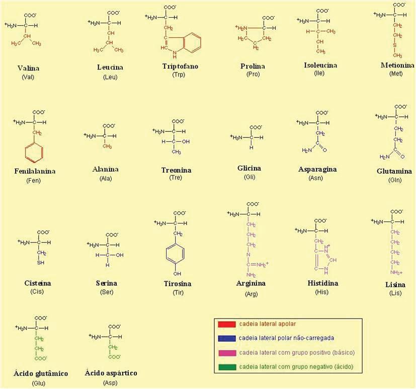 Genética Básica Figura 2. Como você pode perceber nas figuras anteriores, os aminoácidos diferem entre si apenas quanto aos grupos laterais (R).