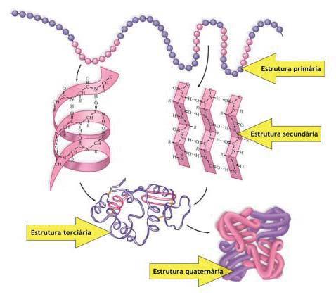 Genética Básica Figura 4- Níveis estruturais das proteínas. (Fonte: http://www.cientic.com).