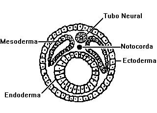 8. Os folhetos embrionários originam os tecidos e órgãos do corpo do indivíduo. Com relação a esse assunto, as frases a seguir foram obtidas de provas de biologia de alguns alunos.