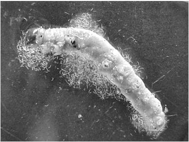 Importância dos Nematoda no meio rural Nematóides entomopatogênicos HOMEM Zooparasitos APROX.