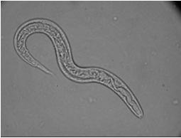 Zoologia dos invertebrados : uma abordagem funcional-evolutiva 7. ed Roca Ltda, São Paulo.