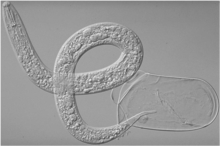 Classe Cestoda Cestoda: parasitoses importantes Hermafroditas com sistema reprodutivo semelhante ao dos Trematoda e repetido em cada proglotide.