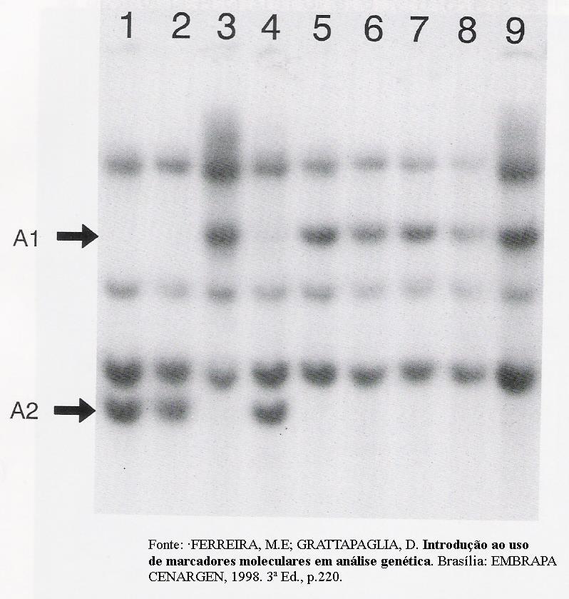 Brássica: diferentes padrões de bandas em F2 = diferença genética => representam um