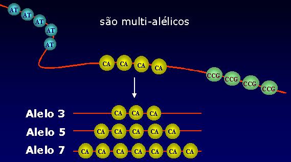 MIROSSÉLIES cada ilha microssatélite constitui um locus, multialélico ada