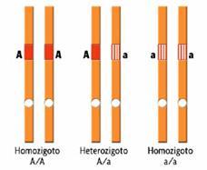 LUNS ONEIOS BÁSIOS Homozigotos: élula diplóide com alelos idênticos de um gene em ambos os cromossomos