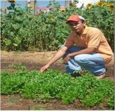 uma horta comunitária orgânica sem o uso de agroquímicos (produção de alface, coentro, pimentão, tomate etc.