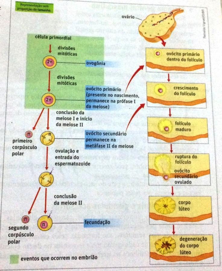 elementos do texto e explicam os processos relacionados ao ciclo