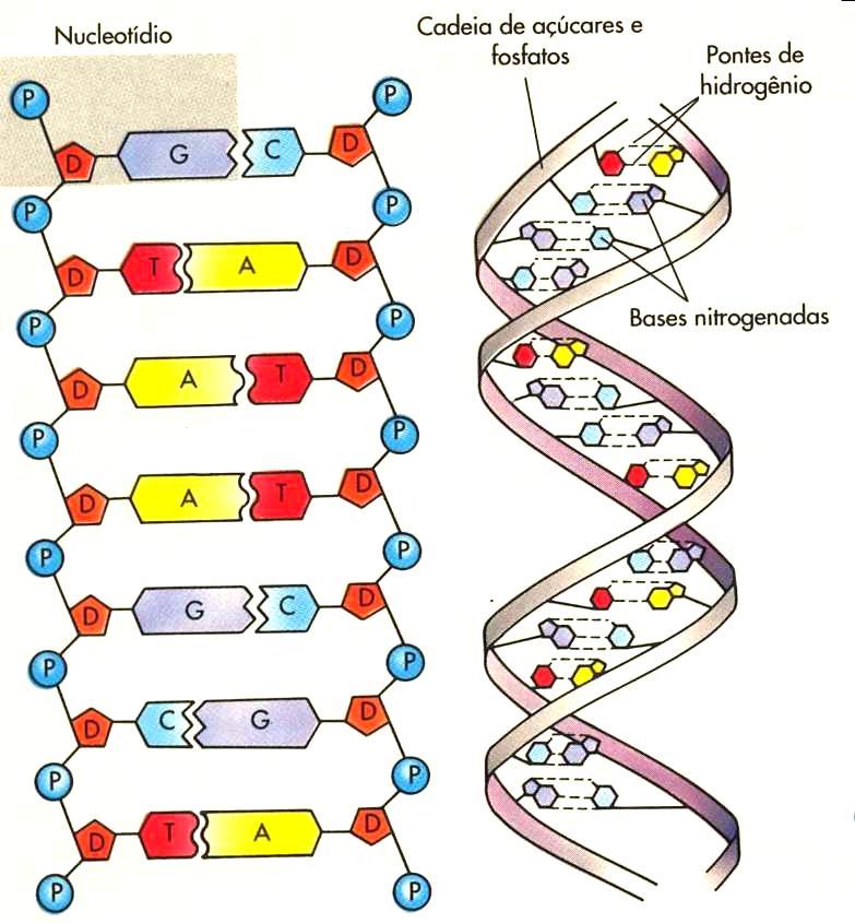 A ilustração mostra a molécula de DNA em desenho plano apresentando a ordem em que as bases nitrogenadas se ligam; No desenho à direita a molécula tridimensional do DNA; observem-se as pontes de H