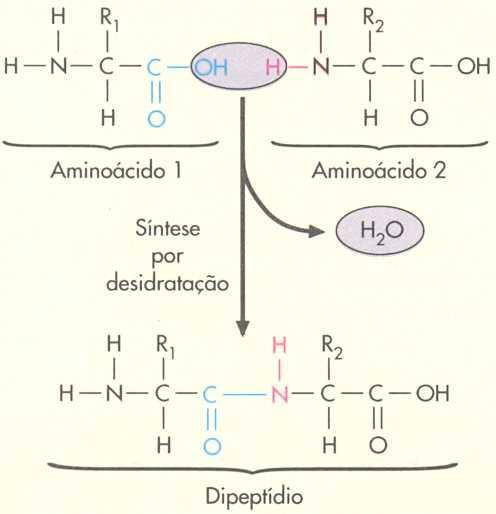 Fórmula geral dos α aminoácidos Dois aminoácidos fazendo a ligação peptídica.