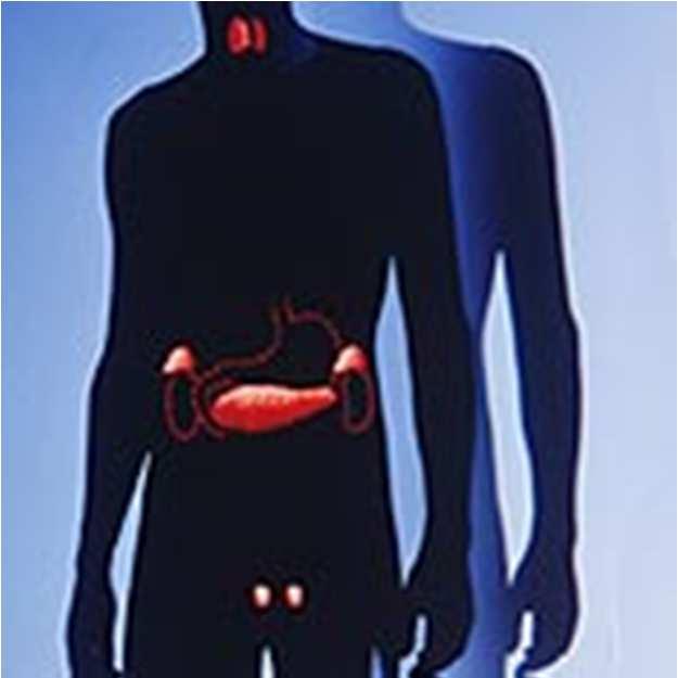 Princípios da Toxicologia: Definições Glândulas Hipotálamo Pituitária Tireóide Adrenal Pâncreas