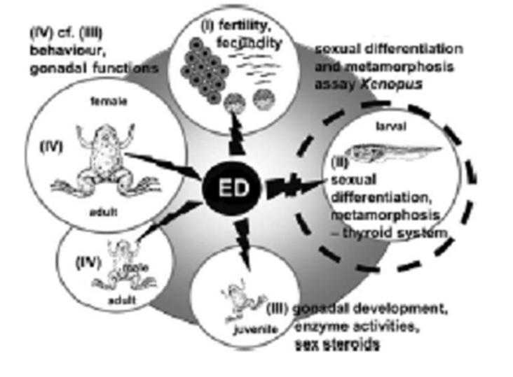 Ex.: anfíbios EDs podem afetar todo o ciclo vital W. Kloas, I. Lutz,J. Chromatogr. A 1130 (2006) 16 27.