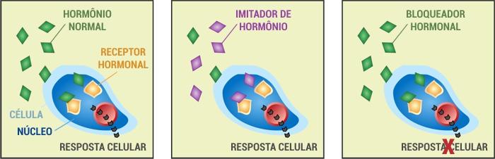 Compartilhe conhecimento: Introdução sobre desreguladores endócrinos, com descrição, lista dos desreguladores mais comuns e seus efeitos no corpo humano.