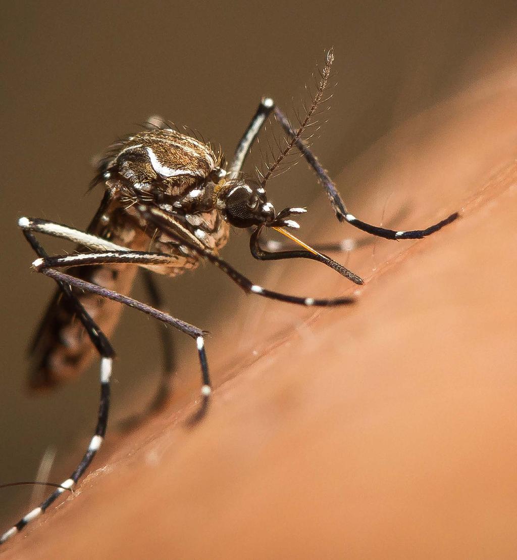 aedes aegypti 2017 O Aedes Aegypti é um mosquito proveniente da África, que se espalhou por todo o mundo.