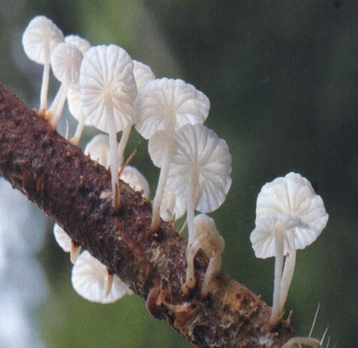 Os fungos