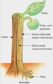 Funções: CAULE Sustentação da planta; Condução de seiva (xilema e floema); Formação de ramos laterais, folhas, flores; Crescimento e propagação vegetativa; As vezes, fotossíntese