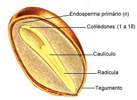 CAULE Origem: Gêmula do caulículo do