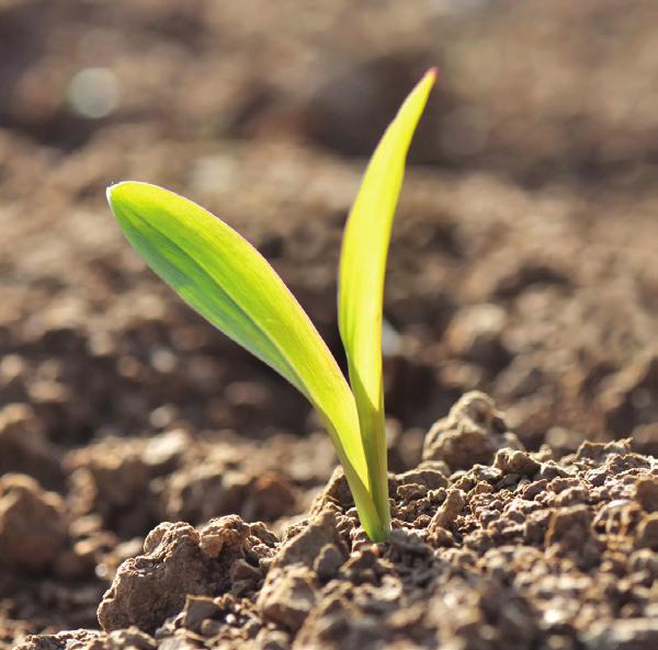 Os agricultores escolhem sementes com base no que é melhor para suas fazendas, na demanda do mercado e nas condições ambientais locais.