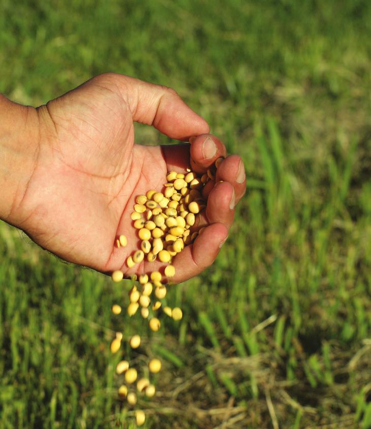 secas. Os agricultores escolhem transgênicos para reduzir os custos e o impacto da agricultura no meio ambiente (por meio da otimização da aplicação de defensivos químicos, por exemplo).