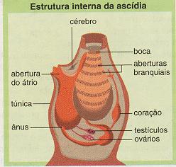 fecundação externa algumas