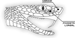 Classificação das cobras com base na dentição Proteróglifas ou proteroglifodontes: presas inoculadoras sulcadas de posição anterior na maxila. Ex.: coral verdadeira (Micrurus) e as najas (Naja naja).