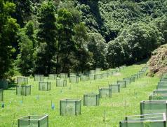 RECUPERAÇÃO DO HABITAT A principal área de distribuição do Priolo, a floresta nativa de altitude da Serra da Tronqueira, pode apenas ser encontrada em bolsas de vegetação que no total correspondem a
