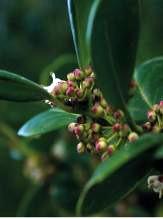 Ginja-do-mato (Prunus azorica), Folhado (Viburnum subcordatum), Azevinho (Ilex azorica), Pau-branco