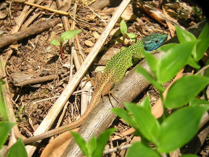 Lagarto-de-água Lacerta schreibersi :: Endemismo ibérico;