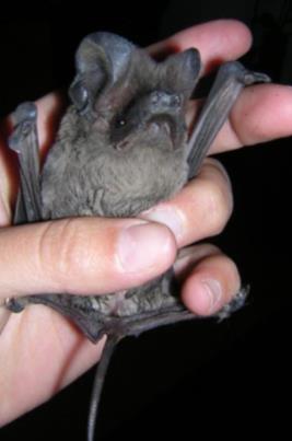 Morcego-rabudo Tadarida teniotis :: Endemismo ibérico.