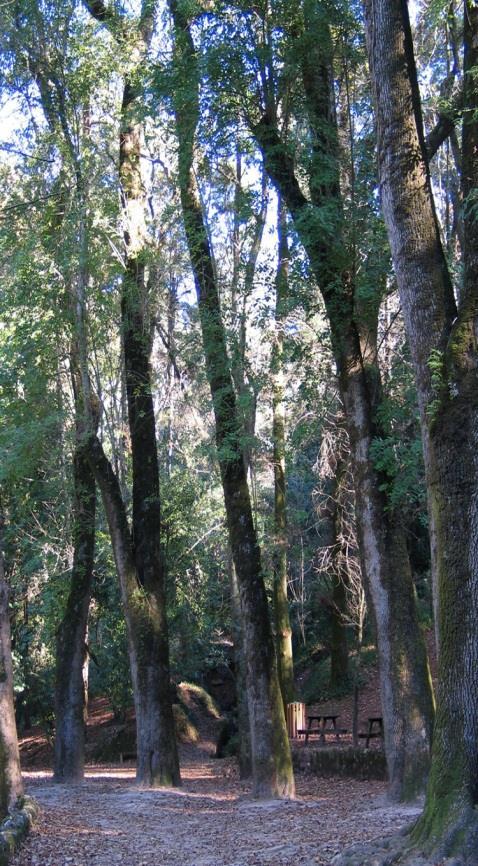 notáveis: Sequoía (Sequoia