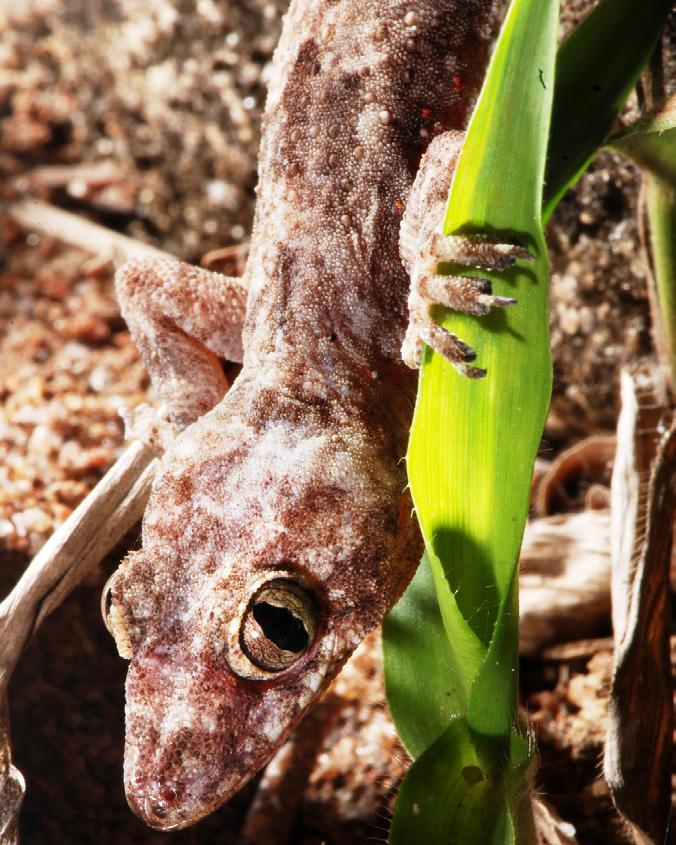 extinction in the state of Espírito Santo