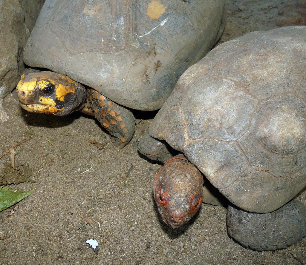 In the last decades, the species started being recorded as invasive in natural environments within different Brazilian states (Rocha et al. 2011).