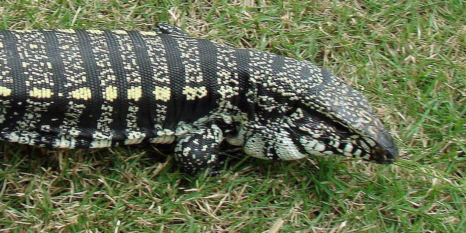 In spite of the enormous anthropogenic disturbance in Espírito Santo, the municipality still houses a diverse range of reptiles including some endangered species, such as the lizard Cnemidophorus