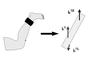 Figura 1: Diagrama esquemático da tíbia em aproximadamente 45 o de flexão.