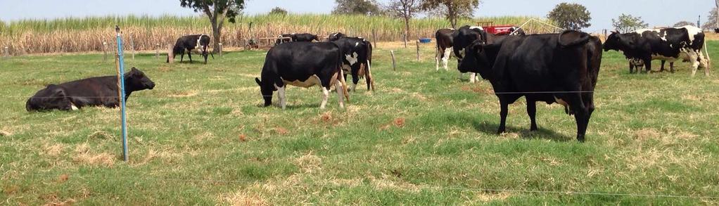 pela maior produção de forragem), permitiram que a fazenda saísse de 0,18 vacas em lactação por hectare, em 2013 (18 vacas 100 hectares), para 0,99 vacas por hectare, atualmente (29 vacas em lactação