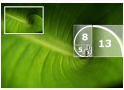 Arranjo de folhas No arranjo das folhas de algumas plantas há a descrição da sequência de Fibonacci.