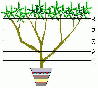 Ramos e troncos de plantas Existem várias plantas que descrevem os números de Fibonacci no crescimento de