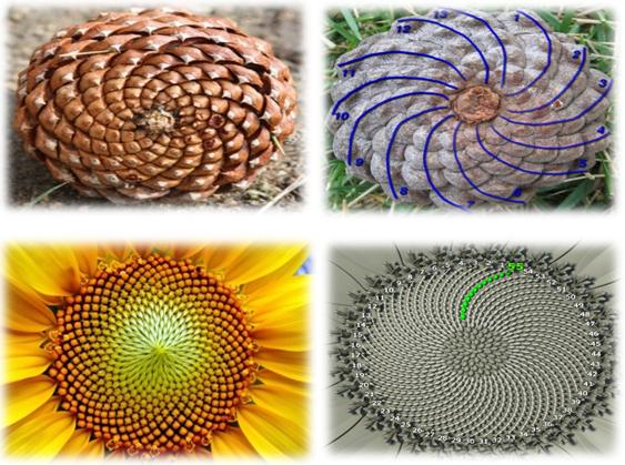 Sementes Nas sementes da pinha e do girassol, podemos encontrar os números de Fibonacci.