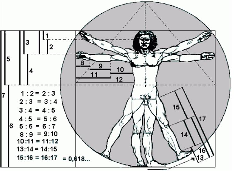 Essas proporções anatômicas foram bem representadas pelo Homem Vitruviano, obra de Leonardo Da Vinci, que é baseado numa famosa