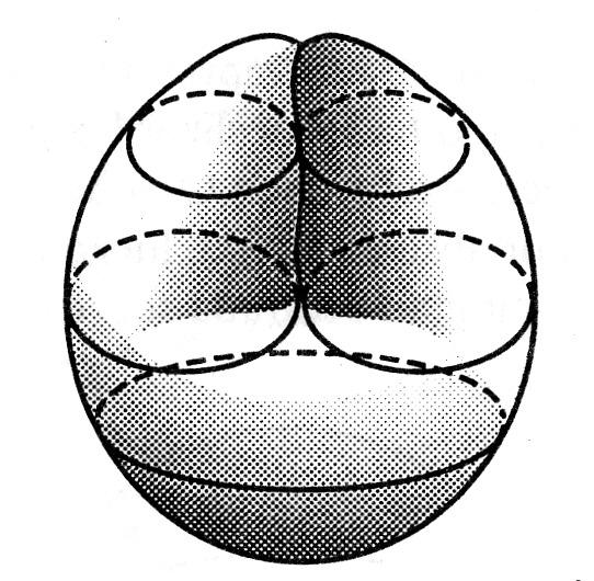 A topologia aborda o espaço desde um ponto de vista que não é quantitativo ou métrico.