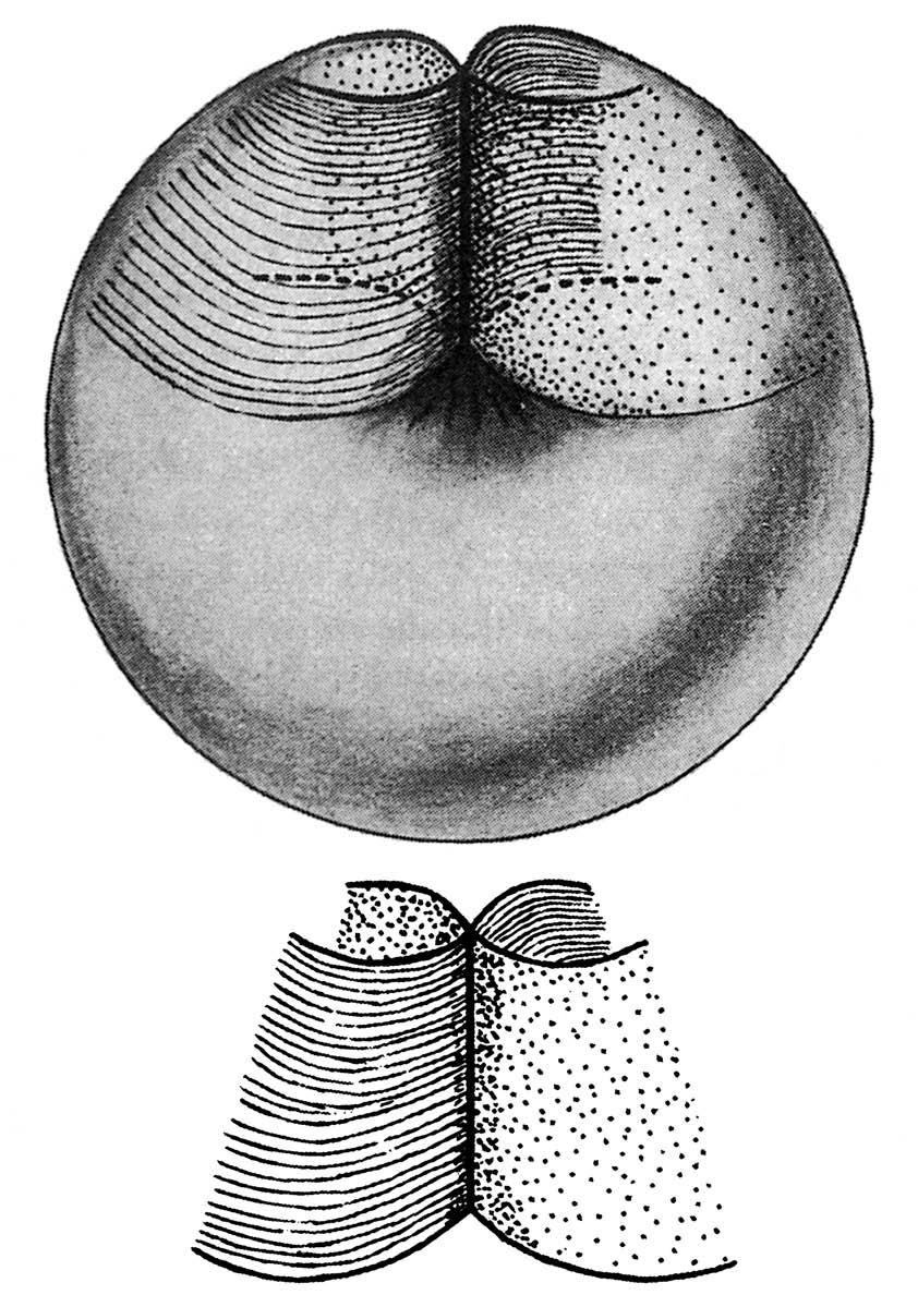 56 Introdução à topologia de Lacan FIGURA 21.