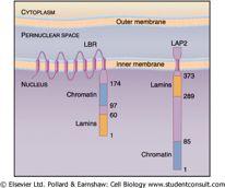 nuclear e formam a lâmina nuclear Envoltório nuclear Proteínas da